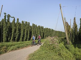 Zwei Radfahrer unterwegs auf einem Radweg mitten durch Hopfenfelder. Der Hopfen steht in voller Pracht und der Himmel ist wolkenlos.