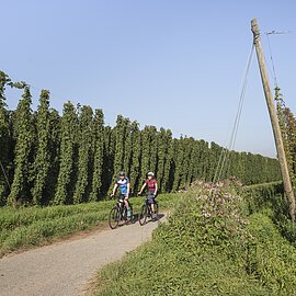 Radfahrer durchs Hopfenanbaugebiet @Anton Mirwald