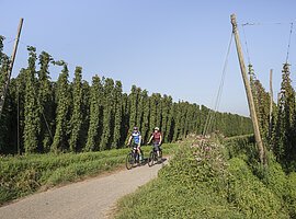 Zwei Radfahrer auf einem Weg neben hohen, grünen Hopfenpflanzen unter blauem Himmel.