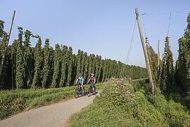 Zwei Radfahrer auf einem Weg neben hohen, grünen Hopfenpflanzen unter blauem Himmel.