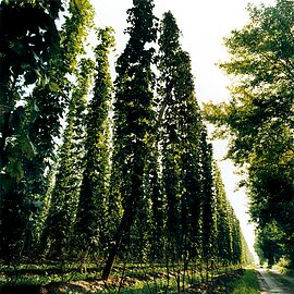 Hopfengärten in der Hallertau